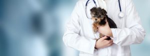Chirurgia Mininvasiva cane Como