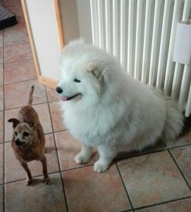 Vaccinazione del cane Como